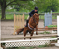 VDRC Hunter & Jumper Show 2008